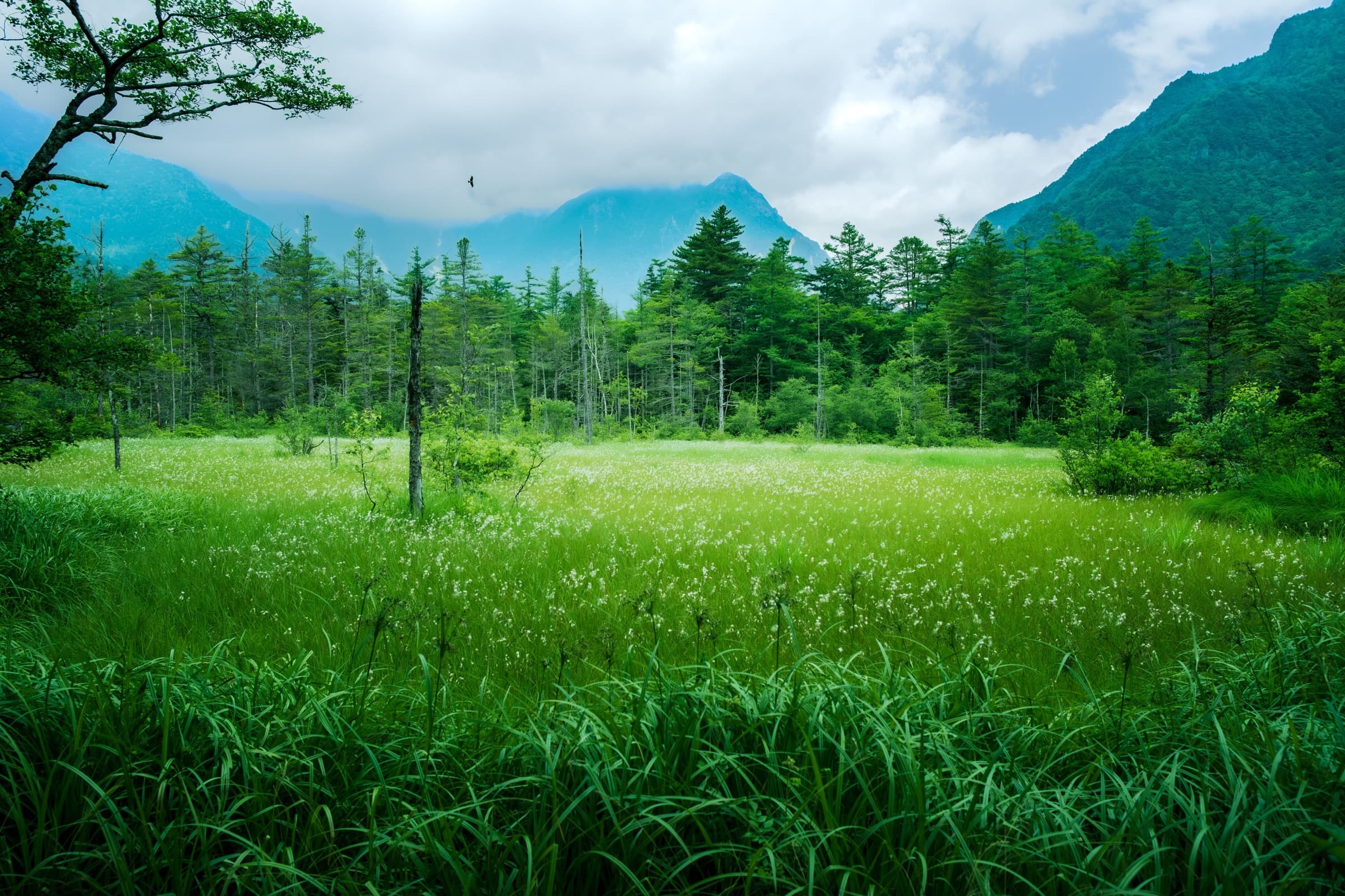 A green wetland surrounded by mountains